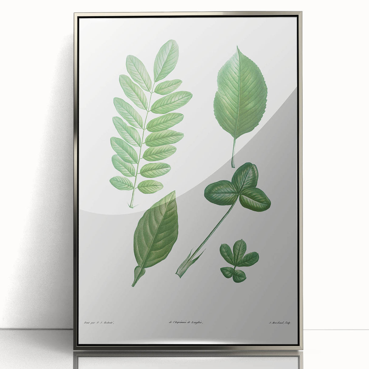 Neoclassical Botanical Art Print - Tree Leaf Set by Redouté