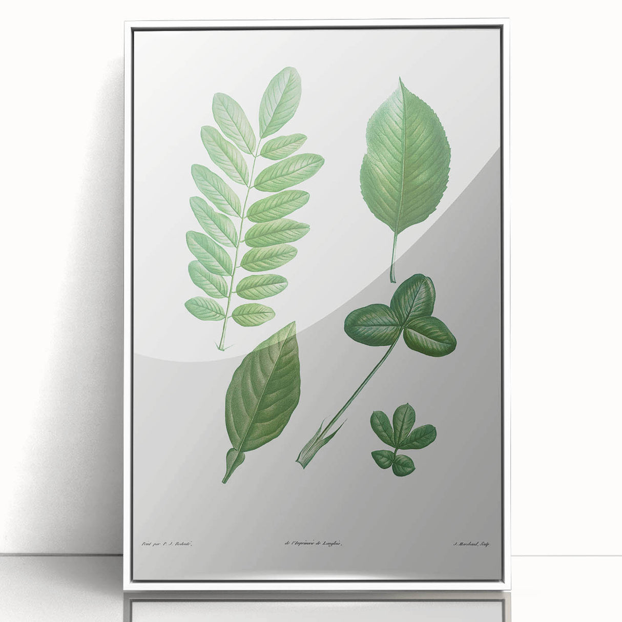 Neoclassical Botanical Art Print - Tree Leaf Set by Redouté