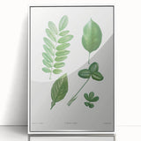 Neoclassical Botanical Art Print - Tree Leaf Set by Redouté