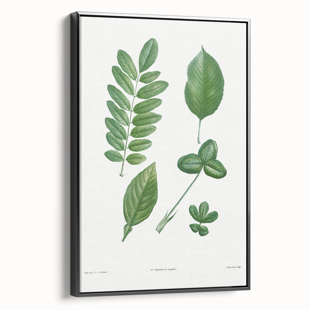 Neoclassical Botanical Art Print - Tree Leaf Set by Redouté