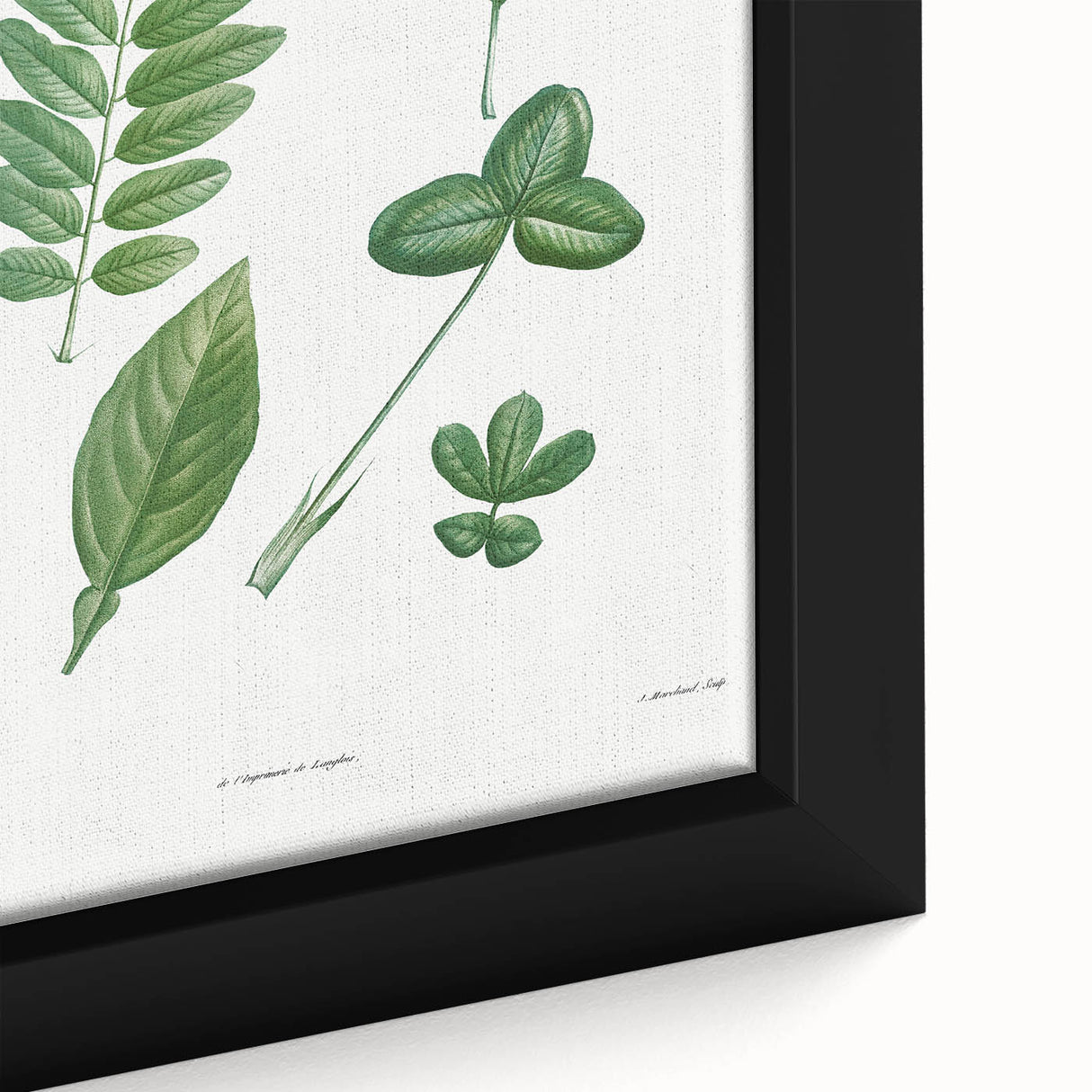Neoclassical Botanical Art Print - Tree Leaf Set by Redouté
