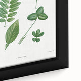 Neoclassical Botanical Art Print - Tree Leaf Set by Redouté