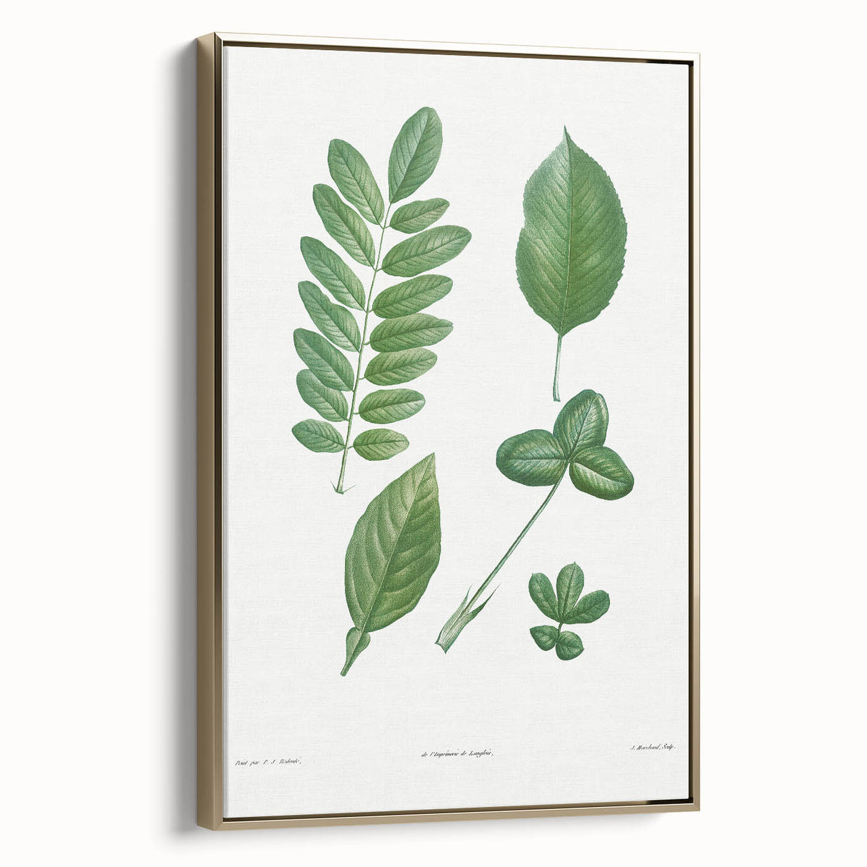 Neoclassical Botanical Art Print - Tree Leaf Set by Redouté