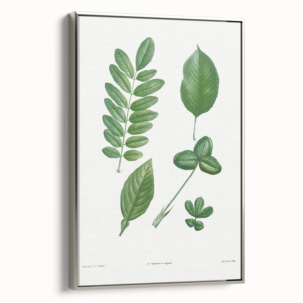 Neoclassical Botanical Art Print - Tree Leaf Set by Redouté