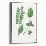 Neoclassical Botanical Art Print - Tree Leaf Set by Redouté