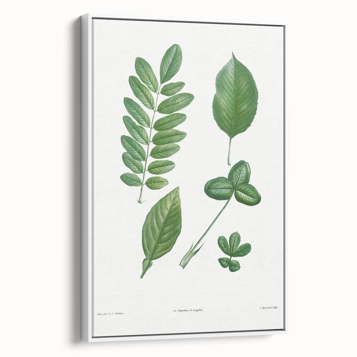 Neoclassical Botanical Art Print - Tree Leaf Set by Redouté