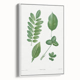 Neoclassical Botanical Art Print - Tree Leaf Set by Redouté