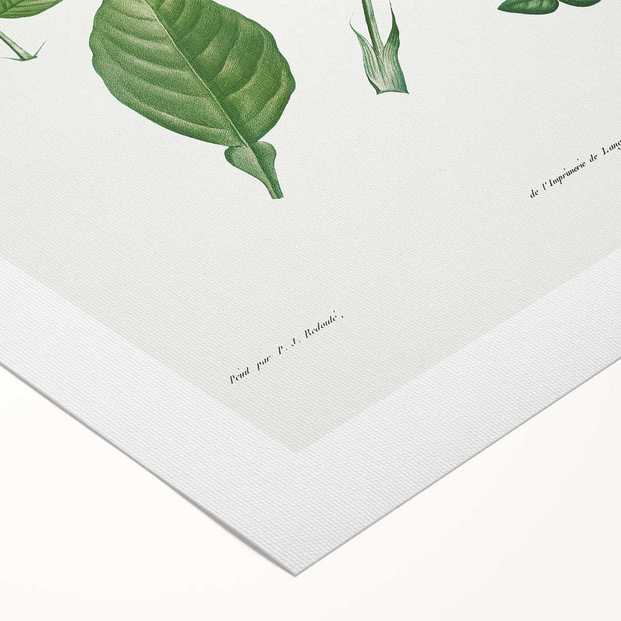 Neoclassical Botanical Art Print - Tree Leaf Set by Redouté