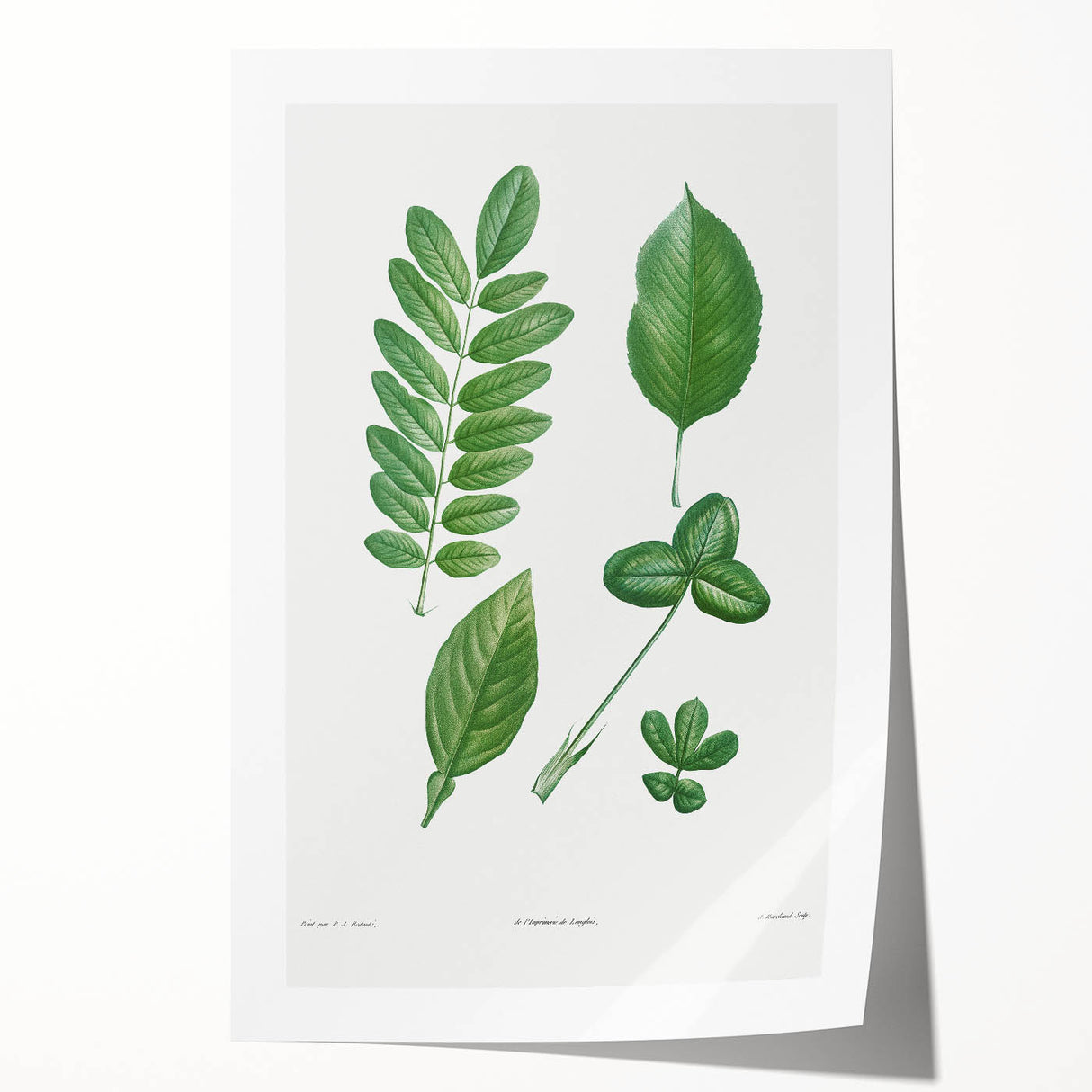 Neoclassical Botanical Art Print - Tree Leaf Set by Redouté