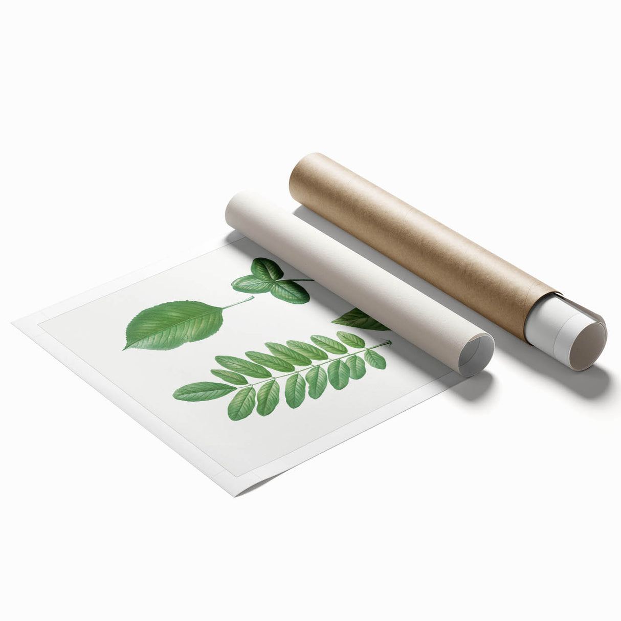 Neoclassical Botanical Art Print - Tree Leaf Set by Redouté