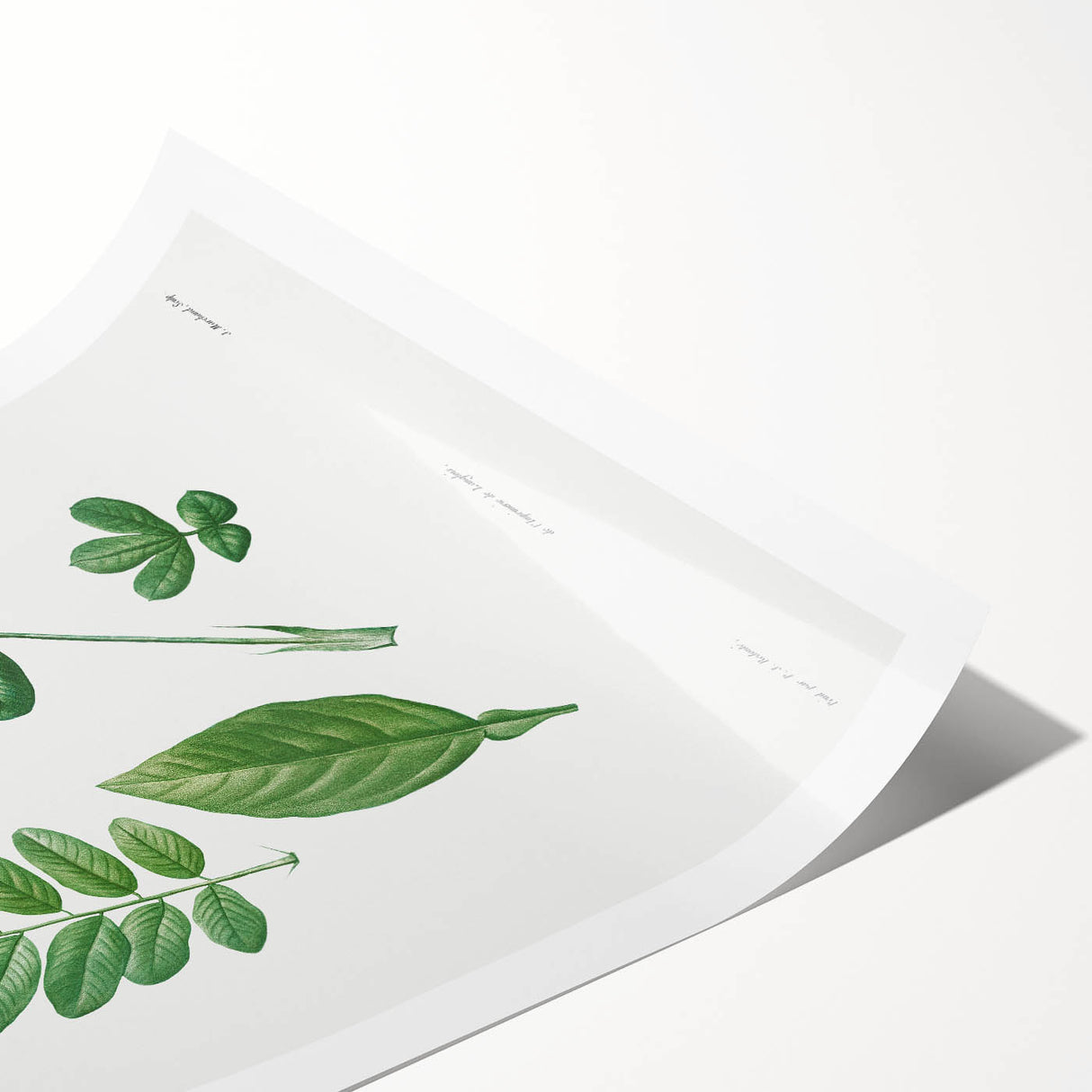 Neoclassical Botanical Art Print - Tree Leaf Set by Redouté