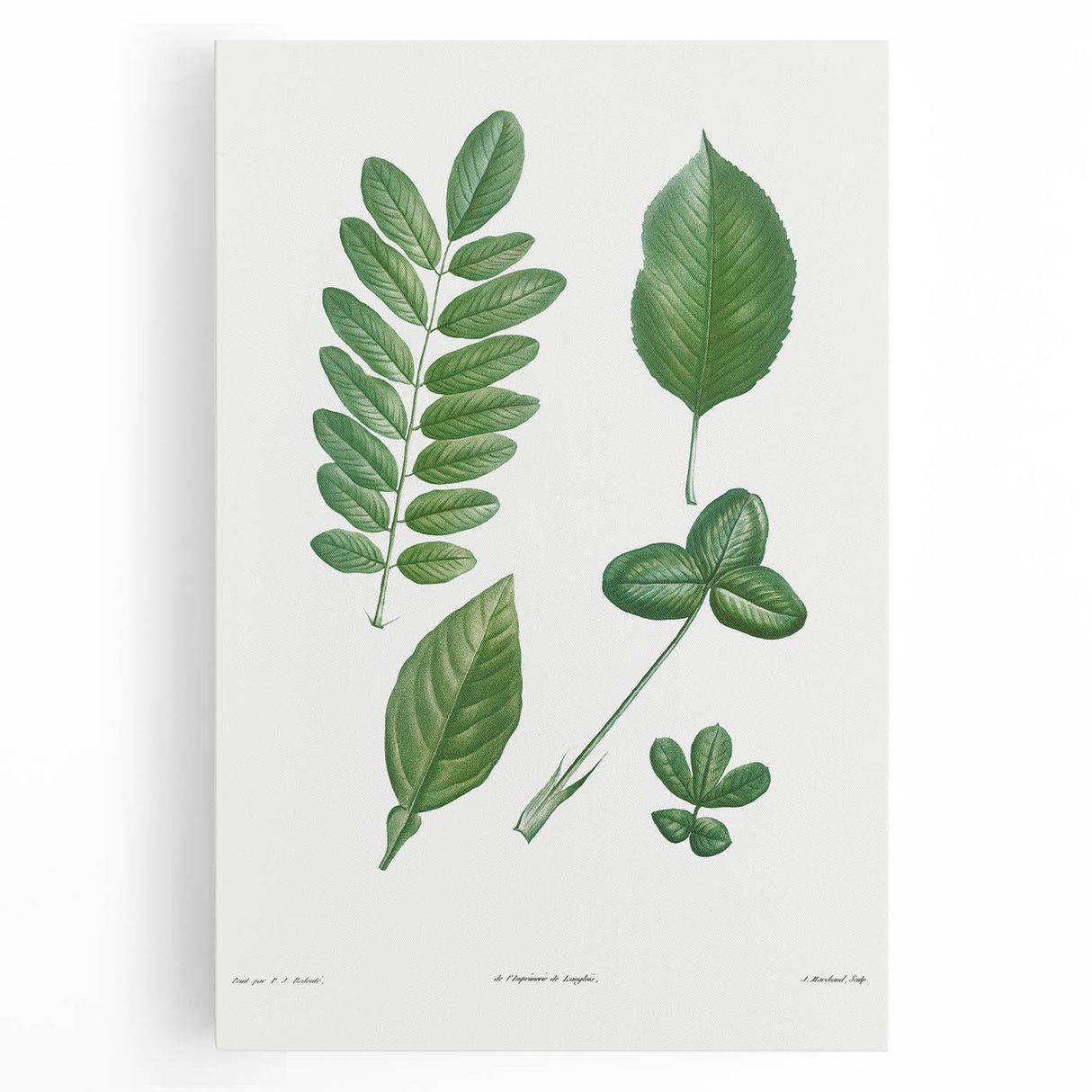 Neoclassical Botanical Art Print - Tree Leaf Set by Redouté