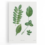 Neoclassical Botanical Art Print - Tree Leaf Set by Redouté