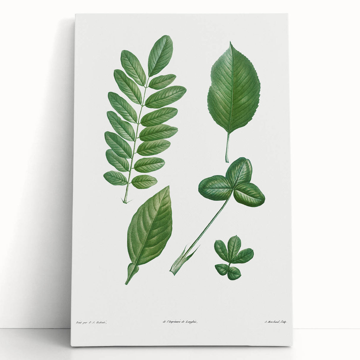 Neoclassical Botanical Art Print - Tree Leaf Set by Redouté