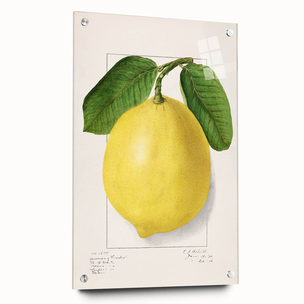 Acrylic glass wall art featuring a large abstract design of colorful fruits, ideal for dining room decor.