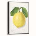 Black and white vintage poster art of assorted fruits on framed canvas, ideal for bedroom wall decor.