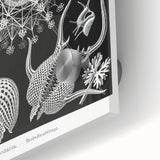 Abstract Modern Art – Bold Red and Black Design on Acrylic Glass