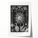 Abstract Modern Art – Bold Red and Black Design on Acrylic Glass