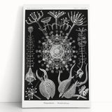 Abstract Modern Art – Bold Red and Black Design on Acrylic Glass