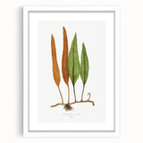 Romanticism Art: Niphobolus Lingua Botanical Illustration Canvas