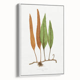 Romanticism Art: Niphobolus Lingua Botanical Illustration Canvas