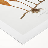 Romanticism Art: Niphobolus Lingua Botanical Illustration Canvas