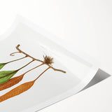 Romanticism Art: Niphobolus Lingua Botanical Illustration Canvas