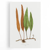 Romanticism Art: Niphobolus Lingua Botanical Illustration Canvas