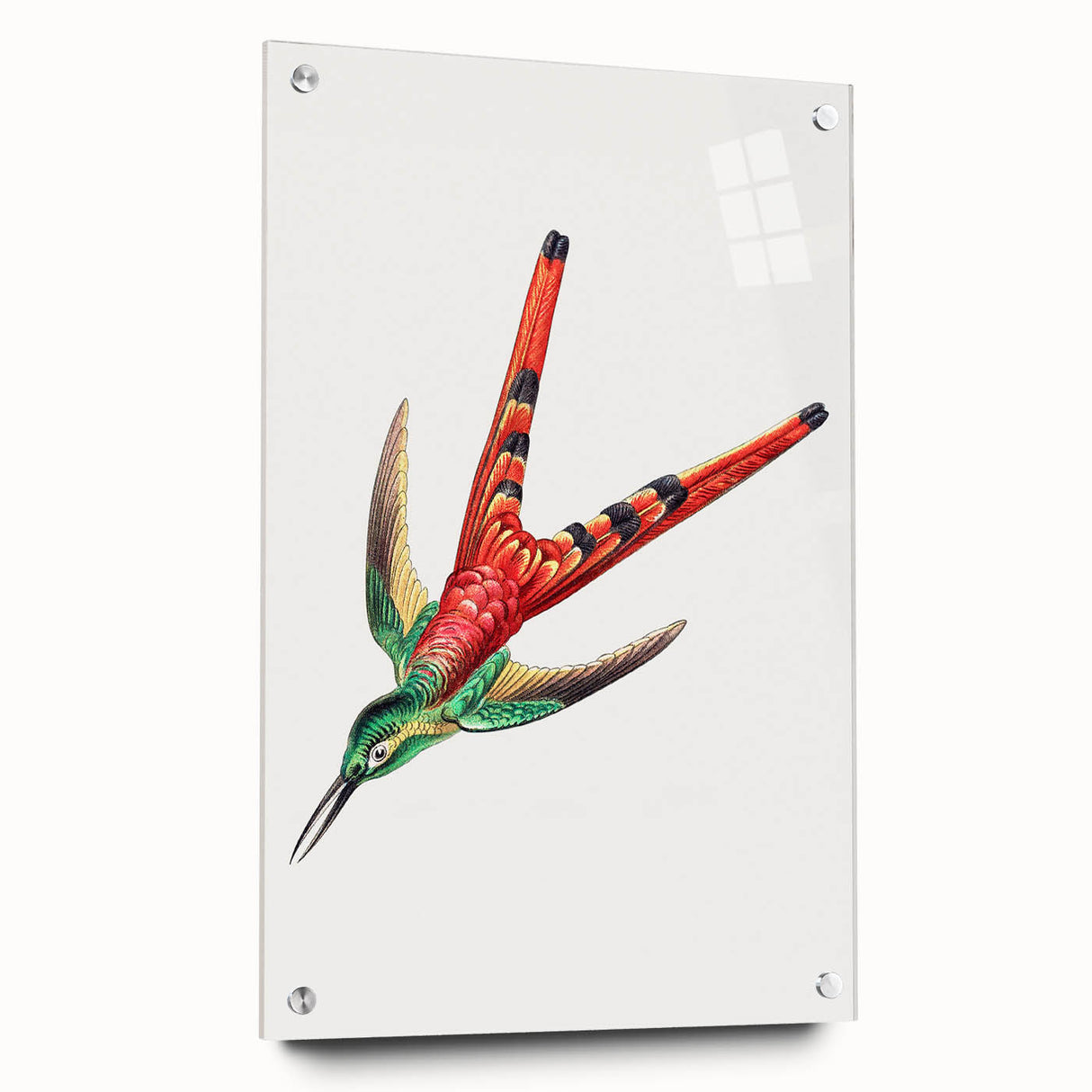 Modern Wall Art - Colorful Hummingbird | Contemporary Nature Print
