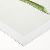 Classic Romantic Artichoke Print - Famous Romantic Era Wall Art