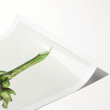 Classic Romantic Artichoke Print - Famous Romantic Era Wall Art