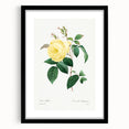 Neoclassical Art Print - Yellow Rose Botanical Illustration by Redouté