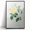 Neoclassical Art Print - Yellow Rose Botanical Illustration by Redouté