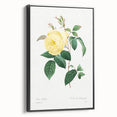 Neoclassical Art Print - Yellow Rose Botanical Illustration by Redouté