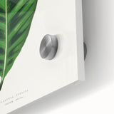 Romantic Calathea Zebrina Leaf - Historical Romanticism Canvas