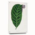 Romantic Calathea Zebrina Leaf - Historical Romanticism Canvas