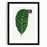Romantic Calathea Zebrina Leaf - Historical Romanticism Canvas