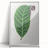 Romantic Calathea Zebrina Leaf - Historical Romanticism Canvas