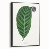 Romantic Calathea Zebrina Leaf - Historical Romanticism Canvas
