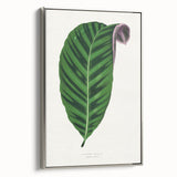Romantic Calathea Zebrina Leaf - Historical Romanticism Canvas