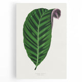 Romantic Calathea Zebrina Leaf - Historical Romanticism Canvas