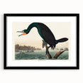 Romantic Art Prints: Florida Cormorant by John James Audubon
