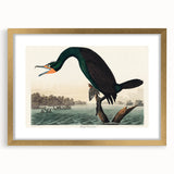 Romantic Art Prints: Florida Cormorant by John James Audubon