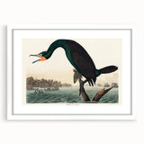 Romantic Art Prints: Florida Cormorant by John James Audubon