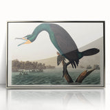 Romantic Art Prints: Florida Cormorant by John James Audubon