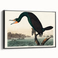 Romantic Art Prints: Florida Cormorant by John James Audubon