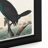 Romantic Art Prints: Florida Cormorant by John James Audubon