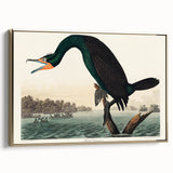 Romantic Art Prints: Florida Cormorant by John James Audubon