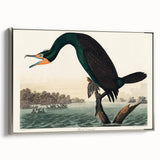Romantic Art Prints: Florida Cormorant by John James Audubon