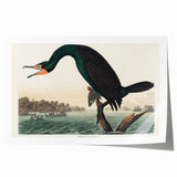 Romantic Art Prints: Florida Cormorant by John James Audubon